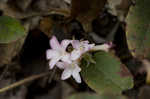 Trailing arbutus